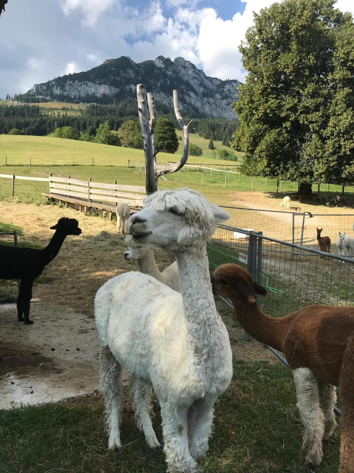 Zlem Haus Grimmingblickヴィラ エクステリア 写真